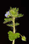 Ivyleaf speedwell